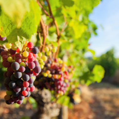 As the third largest economic region in France, the Nouvelle-Aquitaine region is also the largest wine-producing region in France and Europe, with a turnover of 7 billion euros per year.