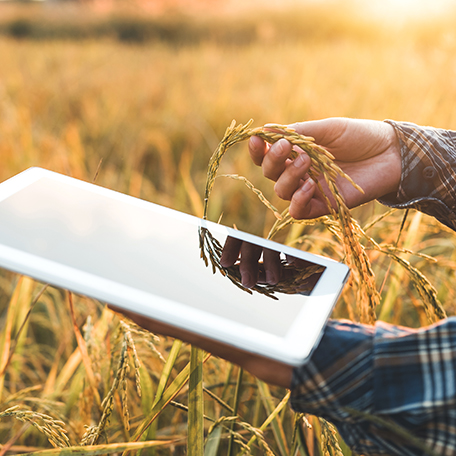 Agriculture - Agri-food